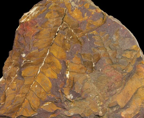 Jurassic Fossil Fern (Otozamites) - North Carolina #136958